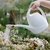 Regadera de Jardin 3.5Lts en internet