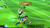 Captain Tsubasa: Rise of New Champions PS4 en internet
