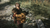A plague tale: Innocence PS4 en internet