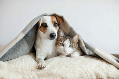 Banner da categoria PETS