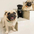 Finder Pet - Saiba em tempo Real onde seu Pet está - ClickMania Home & Pet
