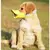 Imagem do Focinheira Bico De Pato Em Silicone Para Cachorro /Cães Pet