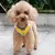 Colete para pet com sino - comprar online