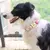 Coleira de cachorro personalizada na internet