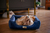 Cama Quadrada para Cachorro ou Gatos Super Luxo Luppet Azul - Petnessence