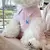 Camiseta polo para pet - Petnessence