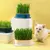 Pote de crescimento de plantas para gato na internet