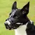 Imagem do Focinho de cachorro ajustável anti-mordida