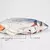 Brinquedos para gatos peixe interativo elétrico - comprar online