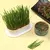 Pote de crescimento de plantas para gato - Petnessence