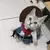 Roupa cowboy para gato na internet