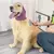 Chapéu para cães aliciamento protetores de ouvido quentes à prova de ruído - Petnessence