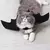 Imagem do Roupa de morcego para gatos