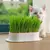 Pote de crescimento de plantas para gato