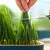 Pote de crescimento de plantas para gato - Petnessence