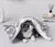 Cama do cachorro e gato fofa - comprar online