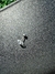 Piercing Oreja Estrella en internet