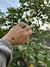Anillo AURA Jade Qinghai - comprar online
