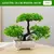 Bonsai Artificial Pequena Árvore, Plantas De Pote De Simulação, Flores Falsas na internet
