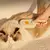 Escova Elétrica 3 em 1 para Pets – Pente com Vapor, Massagem e Remoção de Pelos para Cães e Gatos - loja online