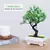 Bonsai Artificial Pequena Árvore, Plantas De Pote De Simulação, Flores Falsas - comprar online
