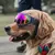 Óculos de Sol para Cães com Proteção UV – Antivento, Estilo Esportivo e Alça Ajustável | Ideal para Passeios ao Ar Livre na internet