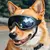 Óculos de Sol para Cães com Proteção UV – Antivento, Estilo Esportivo e Alça Ajustável | Ideal para Passeios ao Ar Livre - loja online