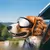 Óculos de Sol para Cães com Proteção UV – Antivento, Estilo Esportivo e Alça Ajustável | Ideal para Passeios ao Ar Livre - comprar online