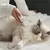 Kit 4 em 1 Tosa Profissional para Pets – Aparador de Pelos Elétrico Recarregável Baixo Ruído | Newpet na internet