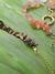 Pulsera Río - comprar en línea