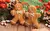 Essência GINGERBREAD