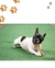 Orelha Bovina LL Pet - loja online