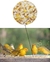 Imagem do Savor-Cor 5kg