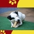 Traqueia Bovina LL Pet - loja online