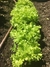 Semillas lechuga crespa
