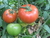 Semillas tomate platence