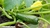 Semillas zuchini grey