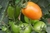 Semillas tomate perita