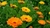 Semillas calendula