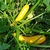 Semillas zuchini amarillo