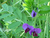 Semillas vicia - comprar online