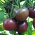 Semillas tomate cherry negro