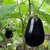 Semillas berenjena negra