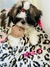 Mantinha Pet personalizada na internet