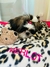 Mantinha Pet personalizada - comprar online