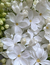 Fragancia floral sofisticada que se abre con delicadas notas de Rosa, Gardenia, Jazmín y Lavanda, refrescadas por matices verdes y herbales de Manzana Verde y Eucalipto. El corazón evoluciona revelando acordes profundos de Violeta y Uva, aportando complej