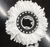 Repuesto Mopa Redonda Universal Balde Centrifugos Laffitte - Life H&D