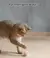Gato bola interativa inteligente gato brinquedos interior automático rolamento na internet