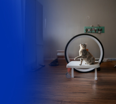 Banner da categoria Gatos