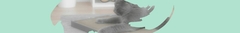 Banner da categoria Kit Pet
